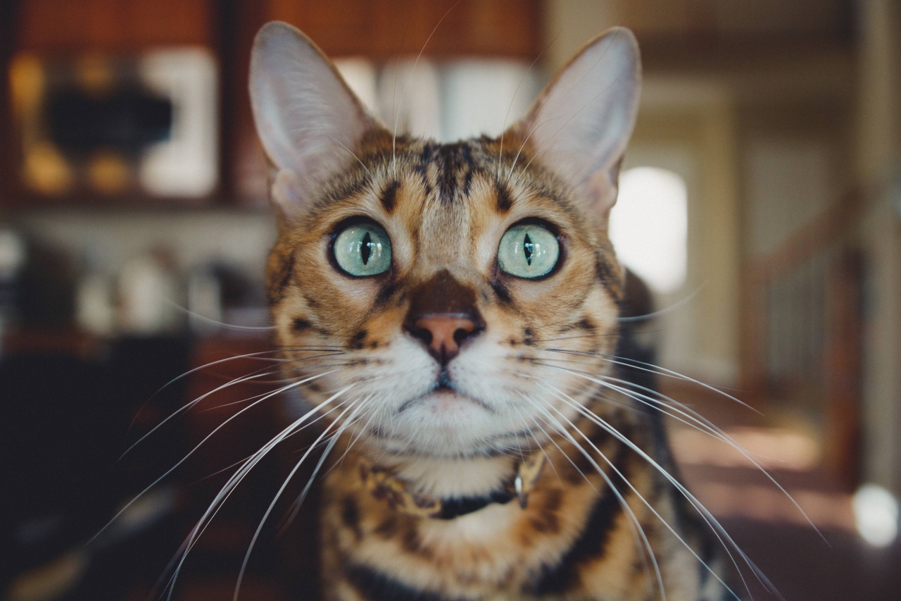 心配する猫