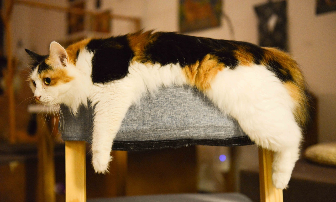 猫背の猫